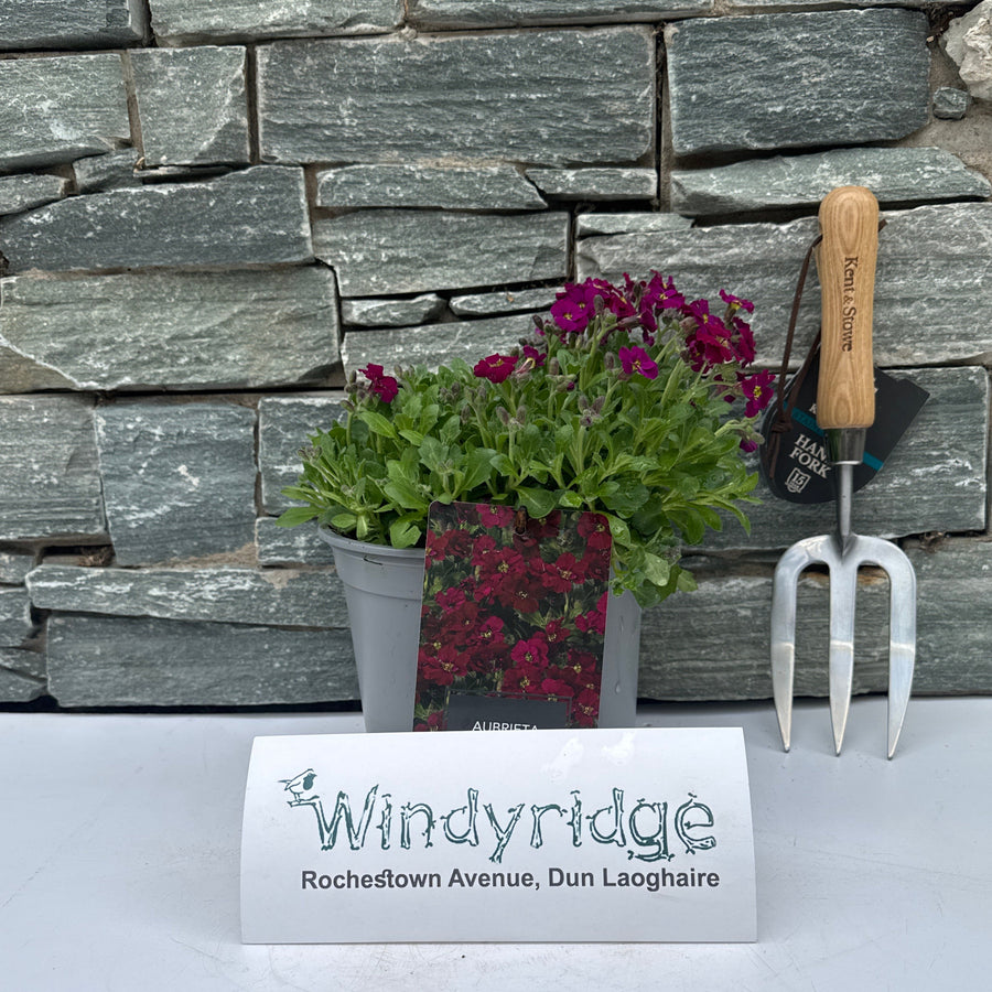 Aubrieta Axcent Burgundy 3 Ltr - Herbaceous - Windyridge Garden Centre