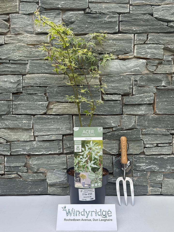 Acer palmatum Ukigumo  3 Ltr pot