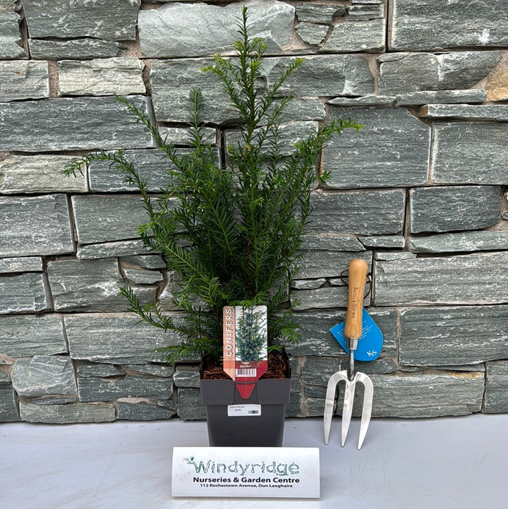 Taxus baccata