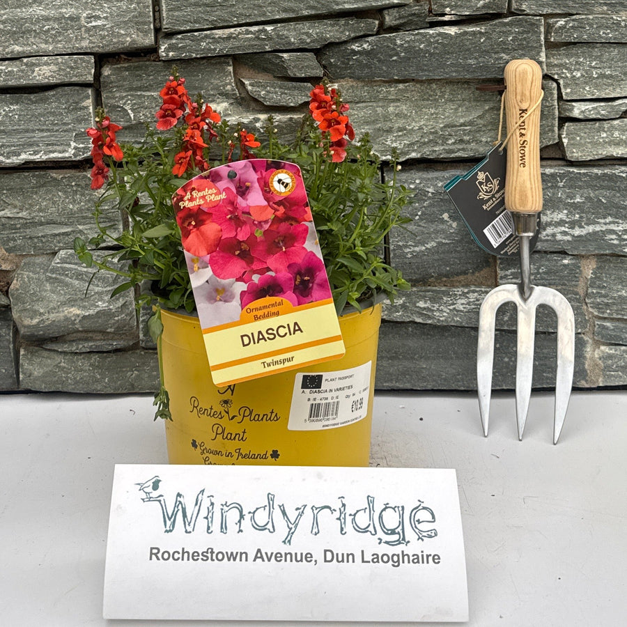 Diascia In Varieties - Herbaceous - Windyridge Garden Centre