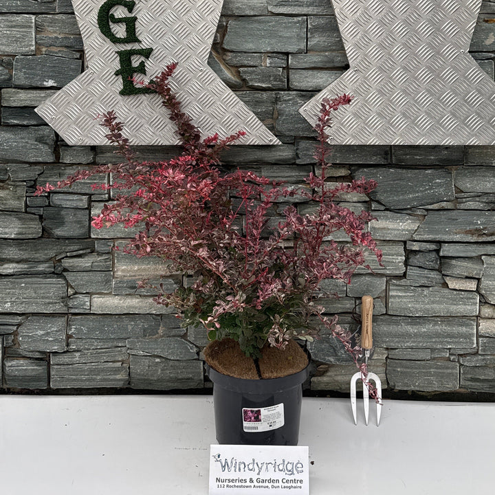 BERBERIS thunb. 'Harlequin' 10L