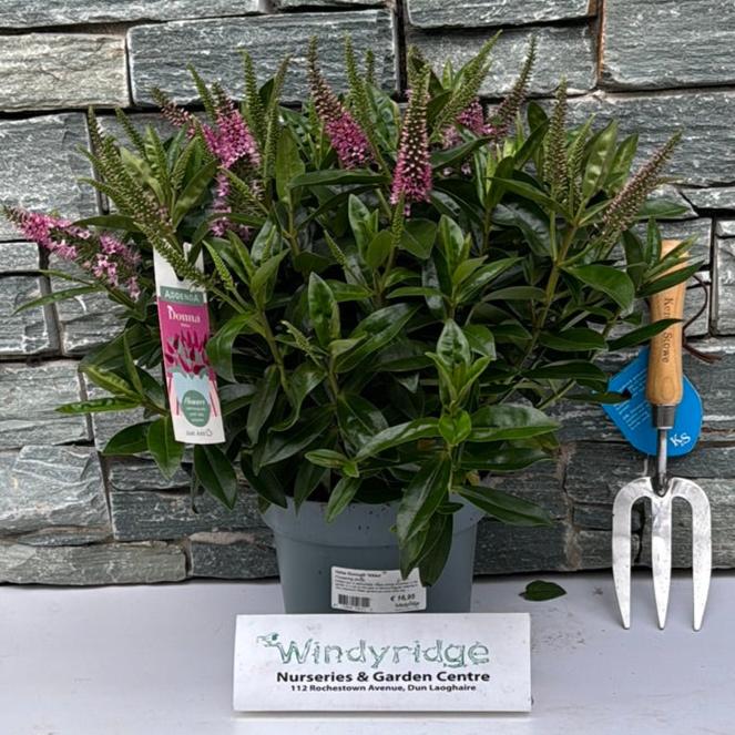 Hebe Donna Nikka - Shrubs - Windyridge Garden Centre