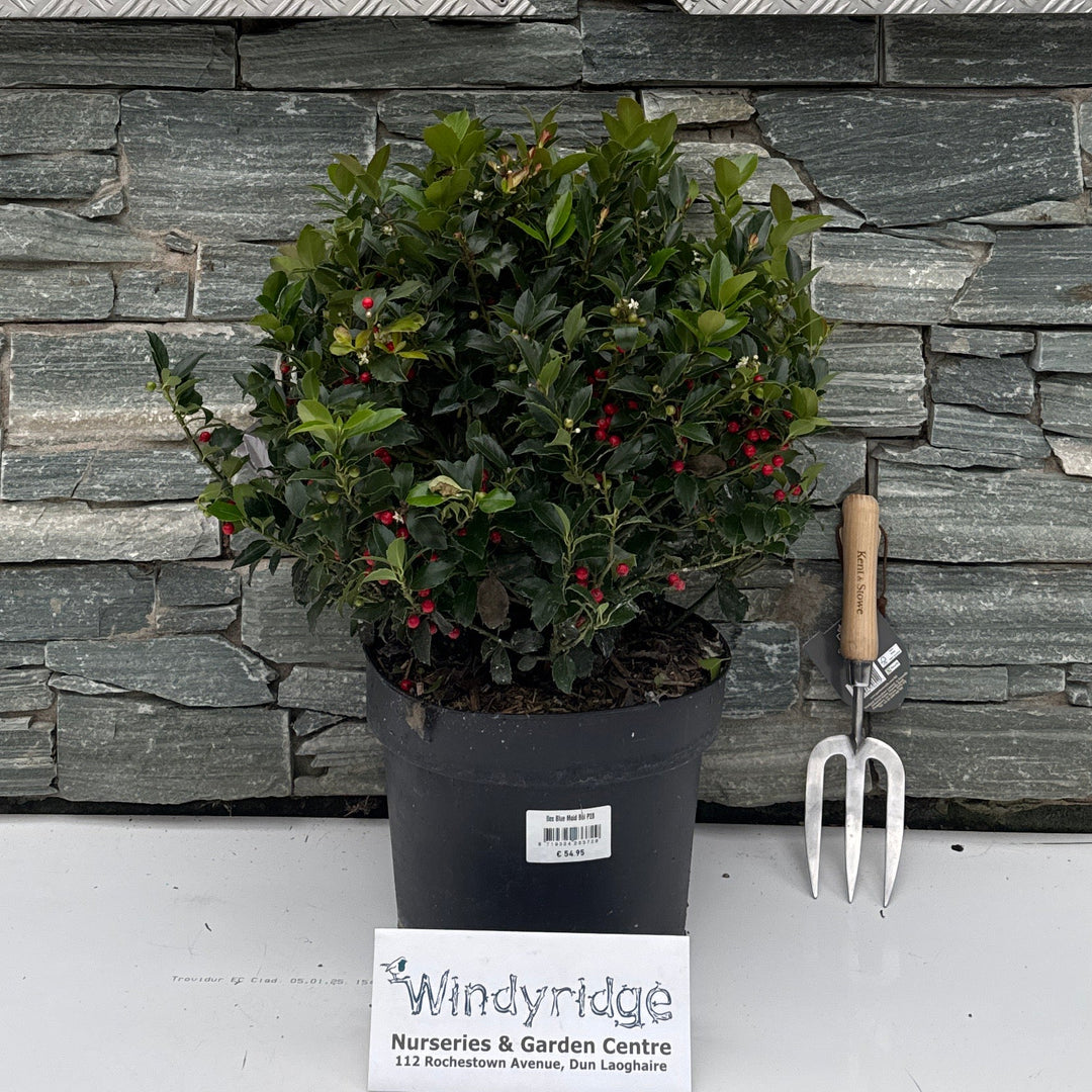 Ilex Blue Maid Bol P28