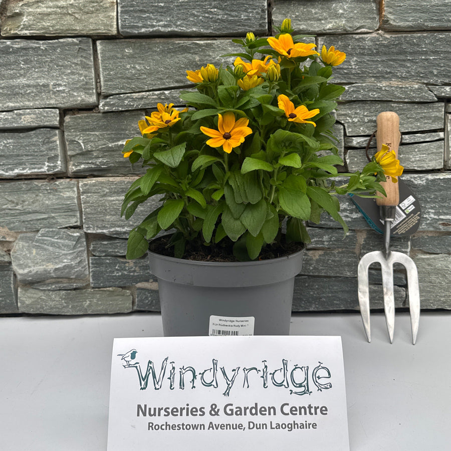 3 Ltr Rudbeckia Rudy Mini - Herbaceous - Windyridge Garden Centre