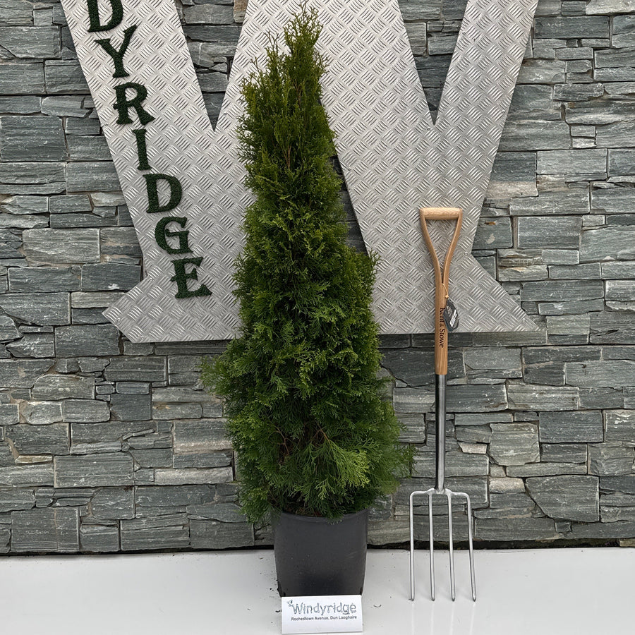 Thuja Occ. 'Smaragd' 125-150 Cm. - Shrubs - Windyridge Garden Centre