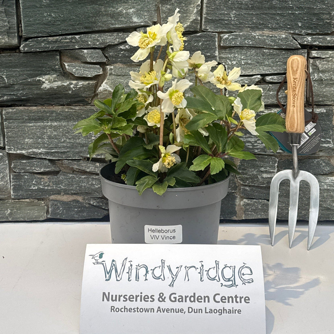 Helleborus Viv Vince - Herbaceous - Windyridge Garden Centre