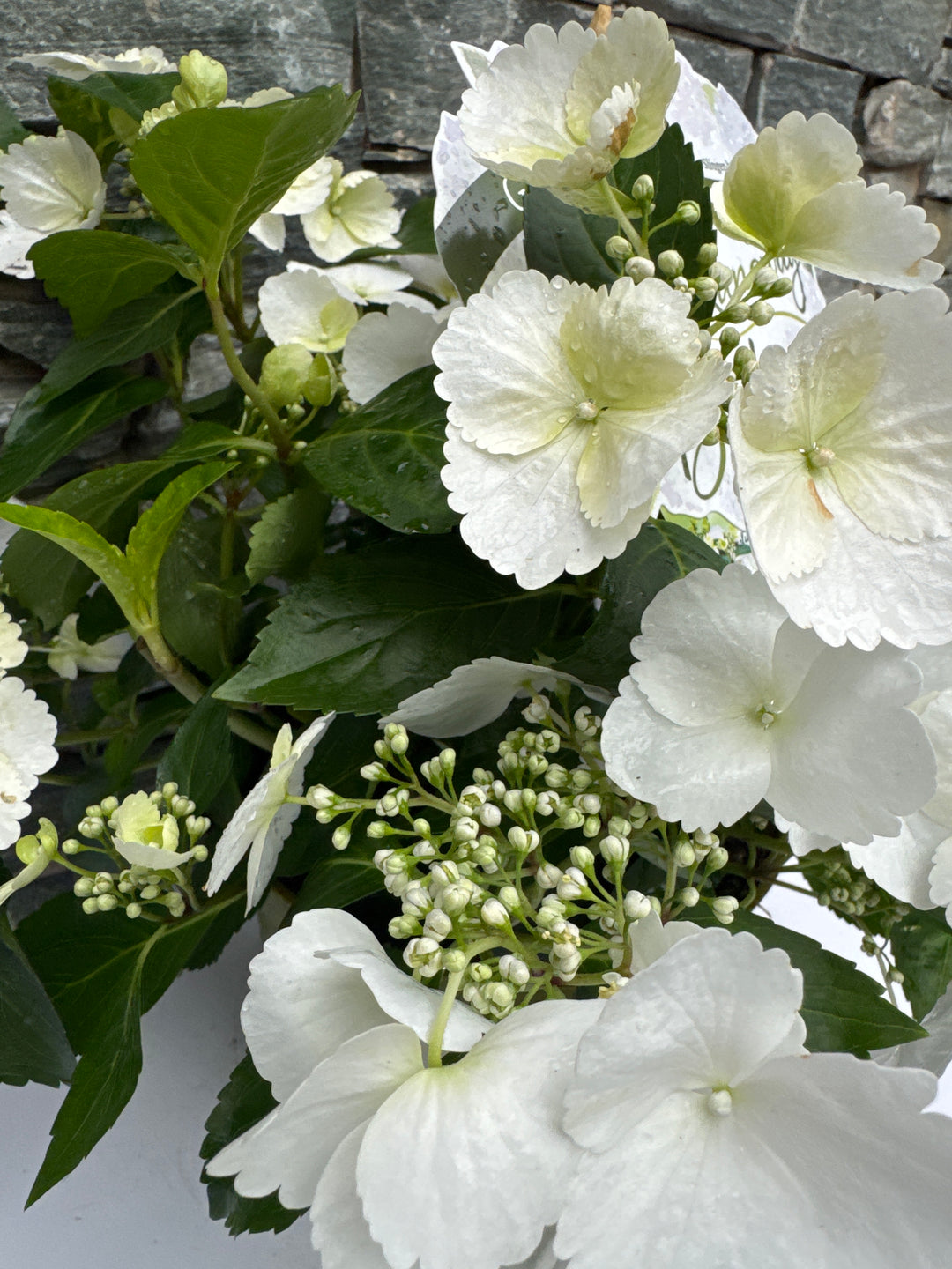 Hydrangea Runaway Bride P20
