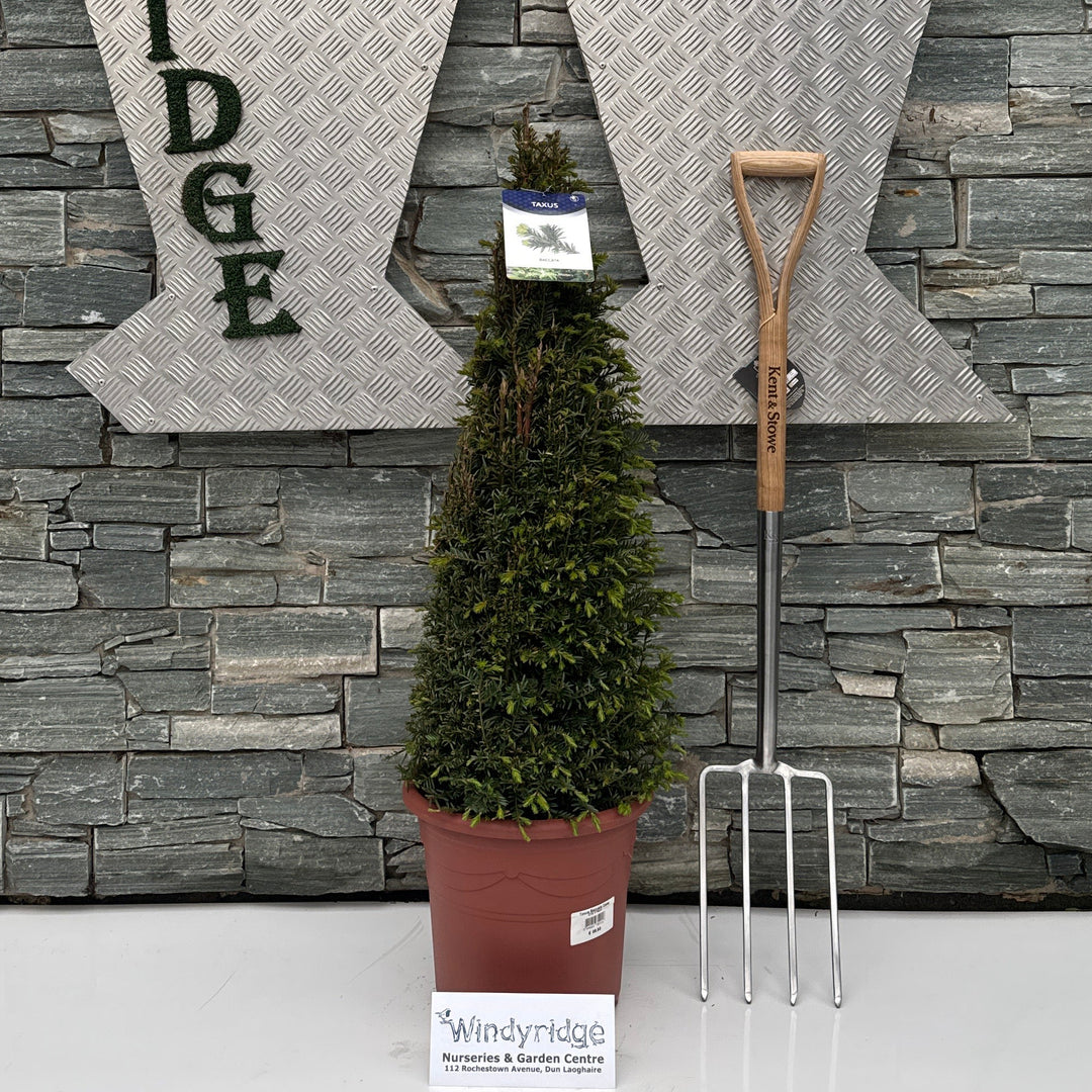Taxus Baccata Cone - Shrubs - Windyridge Garden Centre