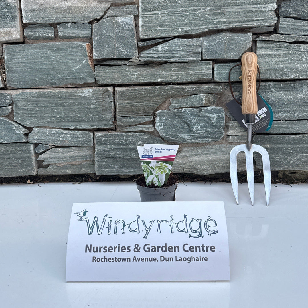 Galanthus Hippolyta  P8