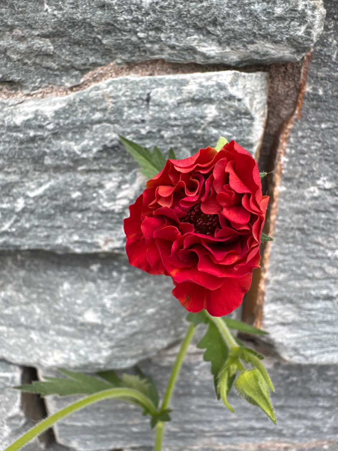 GEUM Firstarter