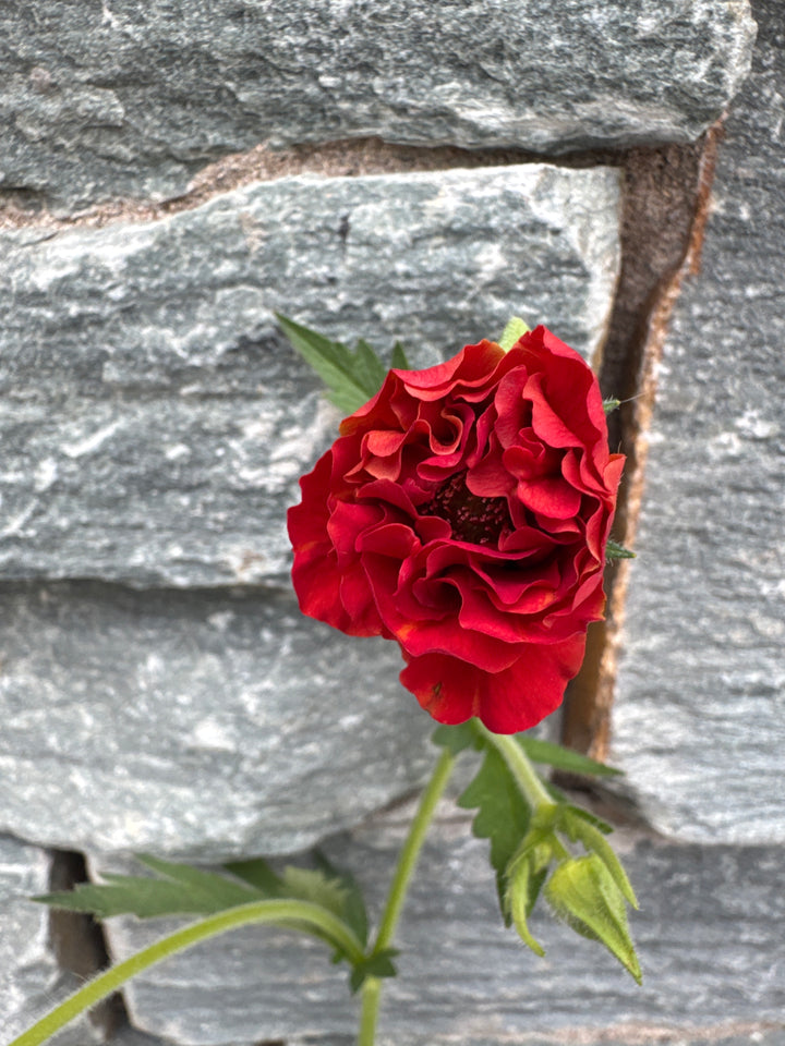 GEUM Firstarter