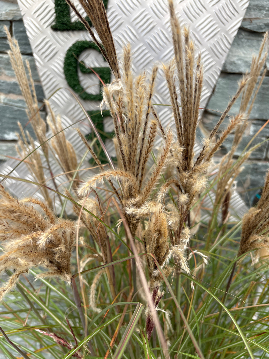 MISCANTHUS sin. Red Chief 7.5 Litre