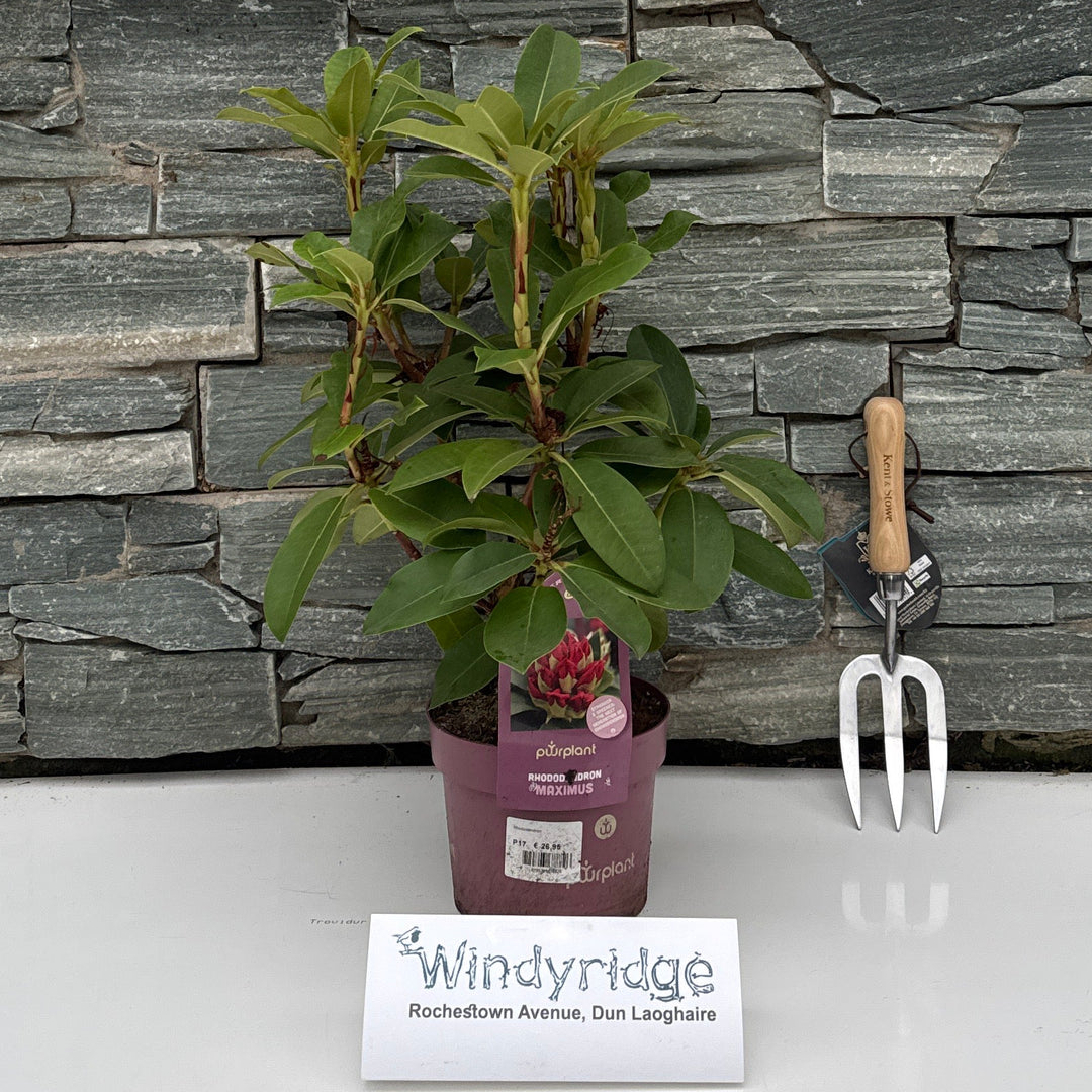 Rhododendron 2 Litre Maximus - Shrubs - Windyridge Garden Centre