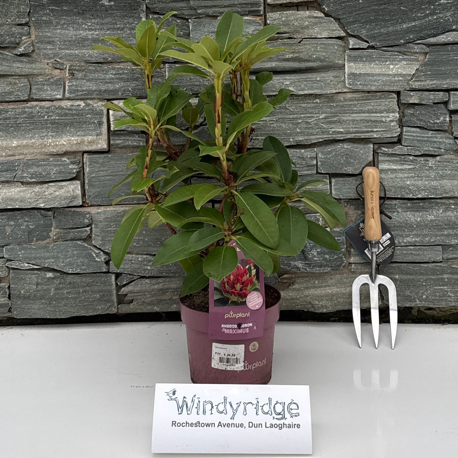 Rhododendron 2 Litre Maximus - Shrubs - Windyridge Garden Centre