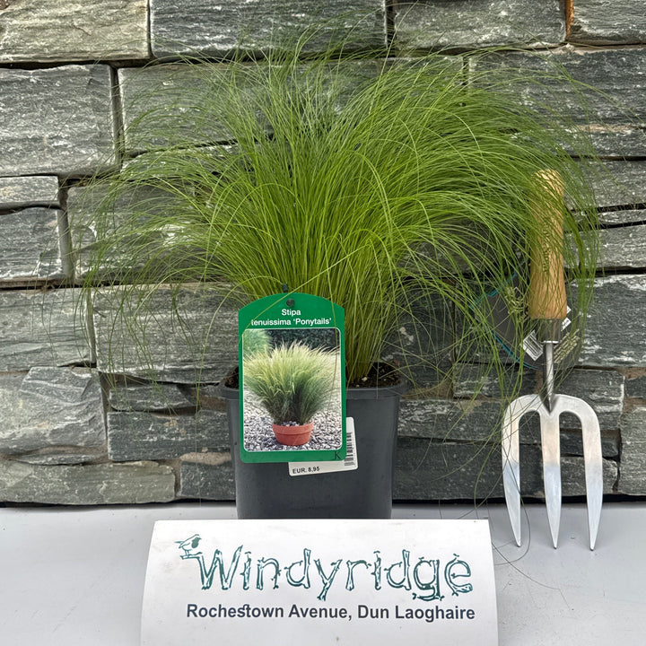 Stipa tenuissima Ponytails