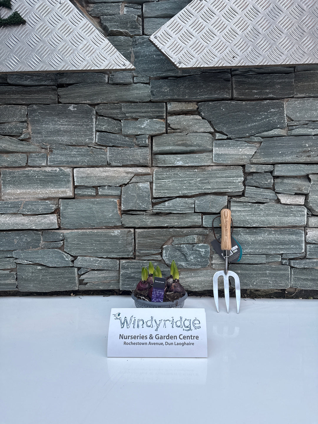 Hyacinthus Blue Pearl