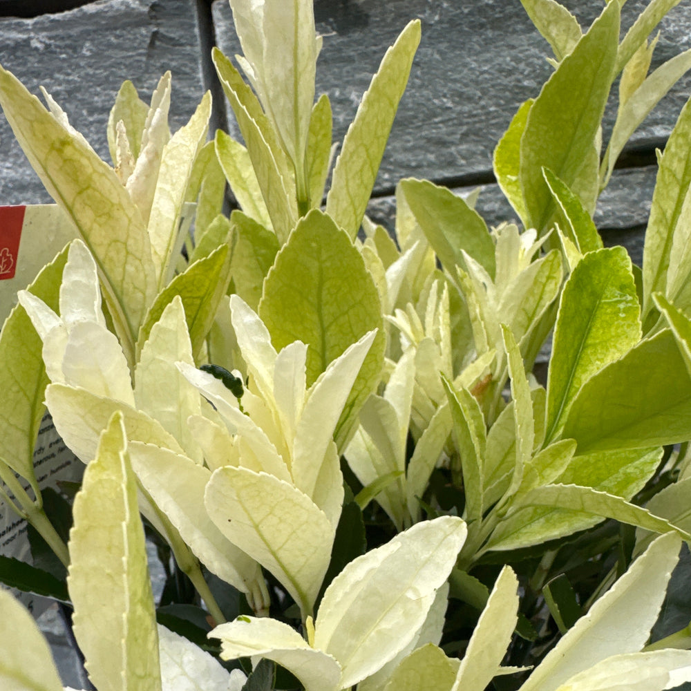 Euonymus Japonicus 'Extravaganza' 20-25 Cm. - Shrubs - Windyridge Garden Centre