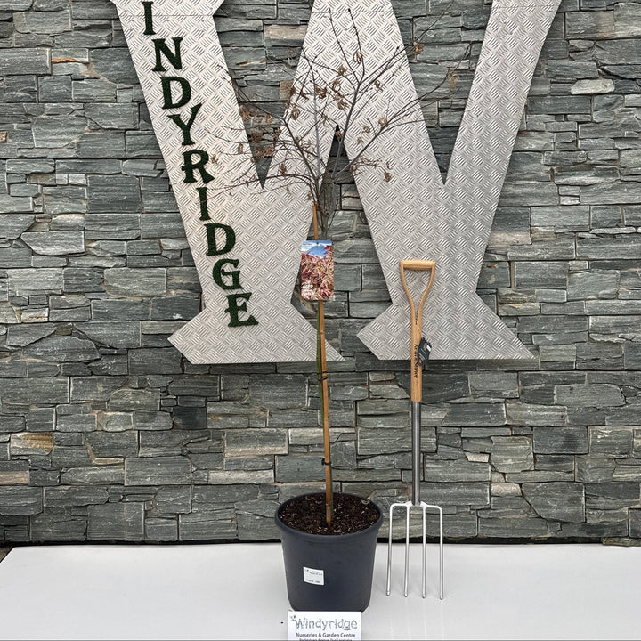 Acer Pal. Shirazz 90 Cm St. Deco 18L. - Trees - Windyridge Garden Centre