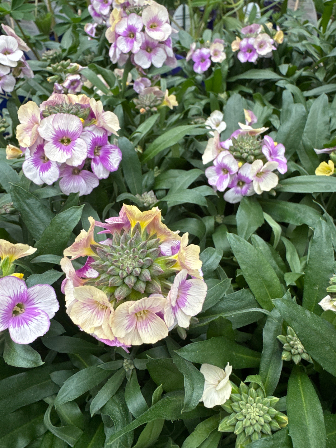 Erysimum Winter Charm