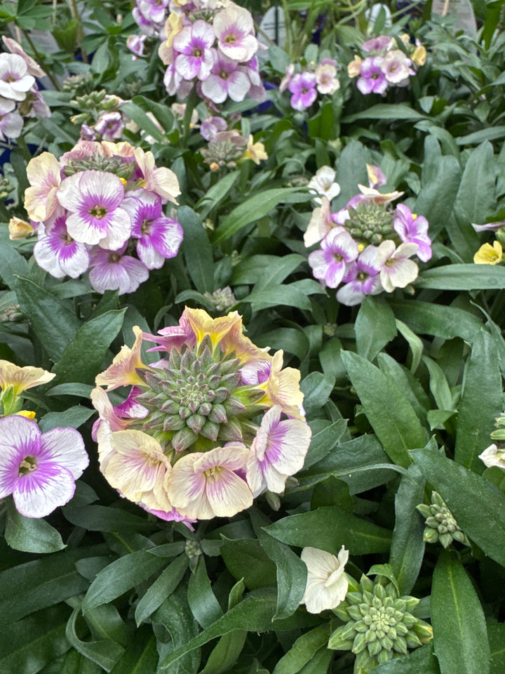 Erysimum Winter Charm