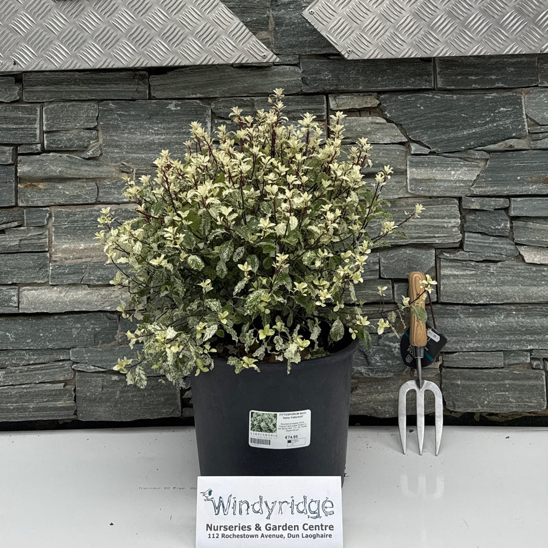PITTOSPORUM tenui. 'Irene Patterson' 12L