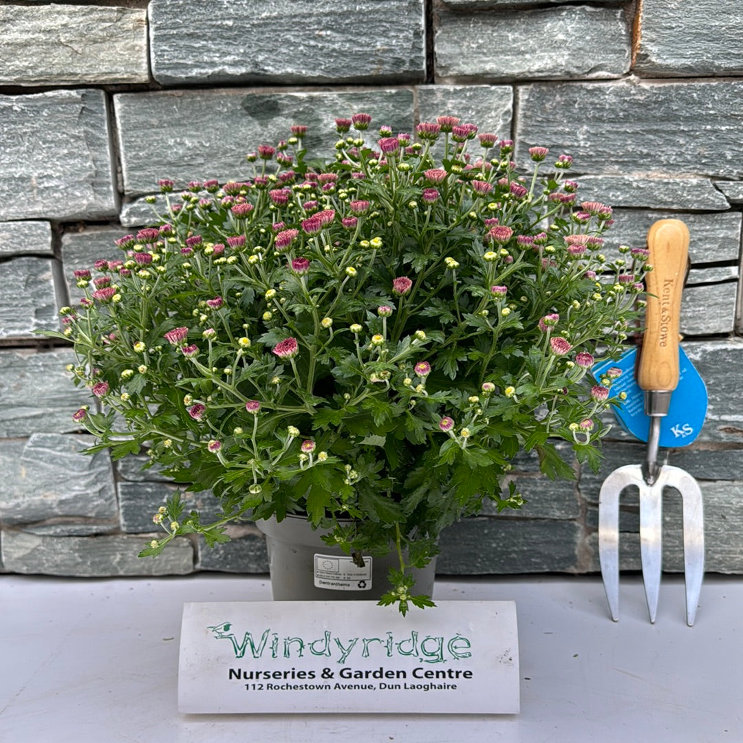 Chrysanthemum- Herbaceous - Windy Ridge Garden Centre