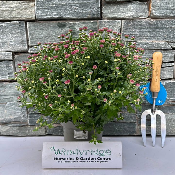 Chrysanthemum- Herbaceous - Windy Ridge Garden Centre