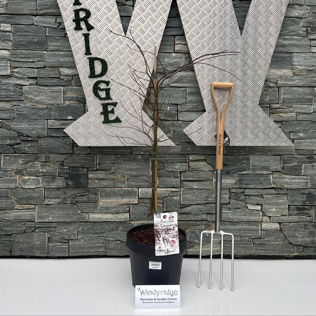 Acer pal. Firecracker P32