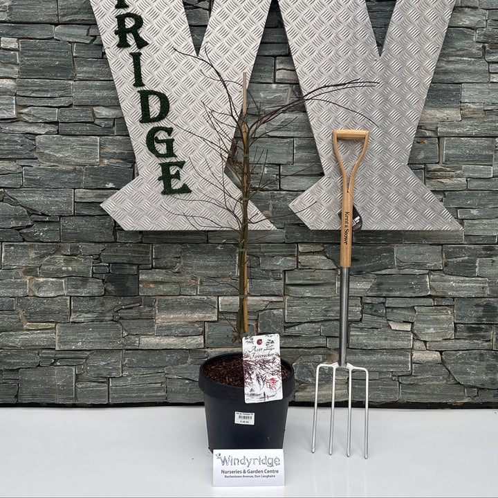 Acer Pal. Firecracker P32 - Trees - Windyridge Garden Centre