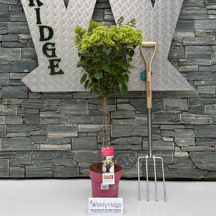 Hydrangea pan. Hydrangea Paniculata Gardenlight stem 'IMPORT Mix' 23 cm