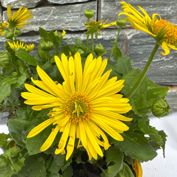 Doronicum Little Leo