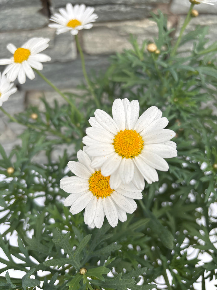 Argyranthemum Frutescens(White) P19, On A Stem - Herbaceous - Windyridge Garden Centre