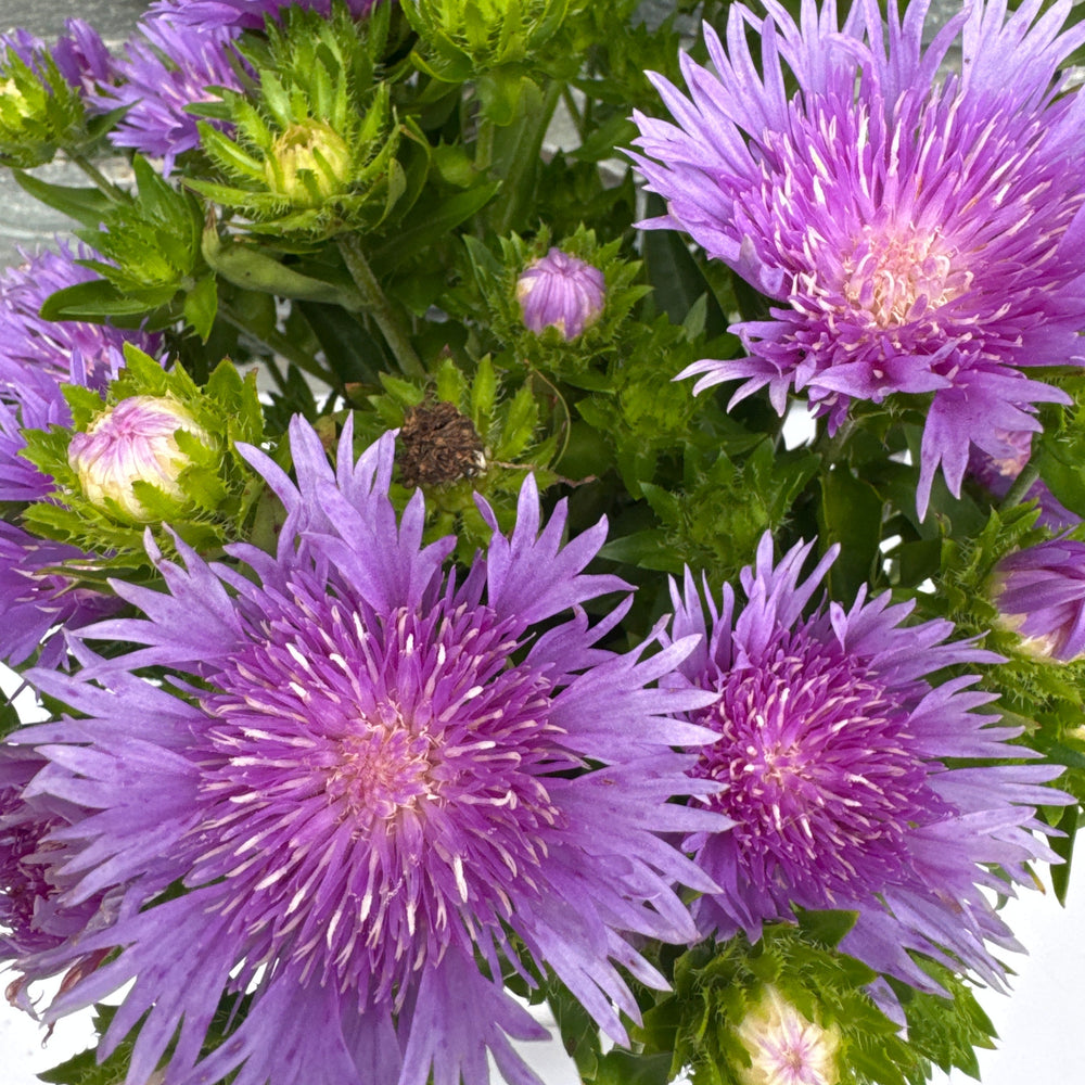 Stokesia Mels Blue - Herbaceous - Windyridge Garden Centre