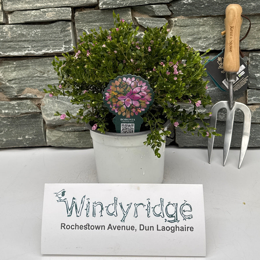 Boronia Crenulata 30Cm - Shrubs - Windyridge Garden Centre