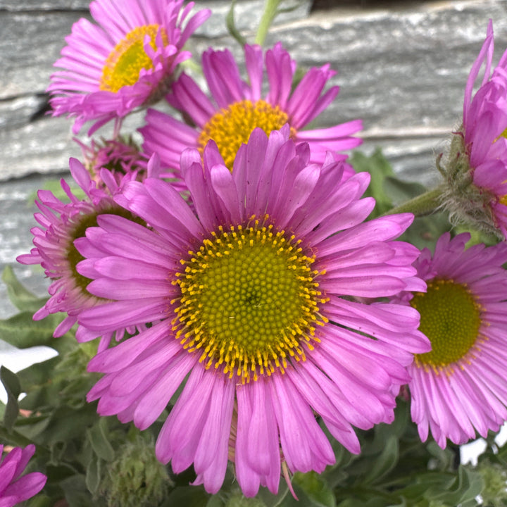 ERIGERON glaucus Sea Breeze