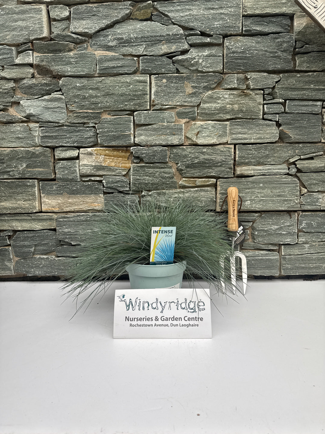 Festuca glauca Intense Blue  2 Ltr pot