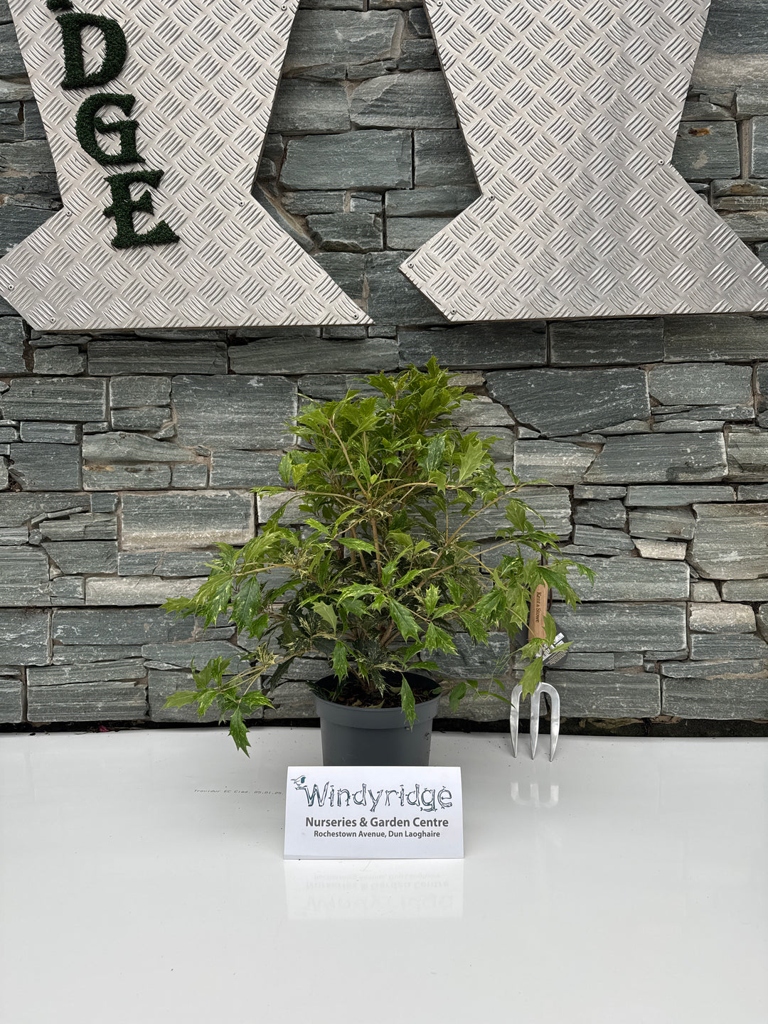 Osmanthus heter. Goshiki  3 Ltr pot