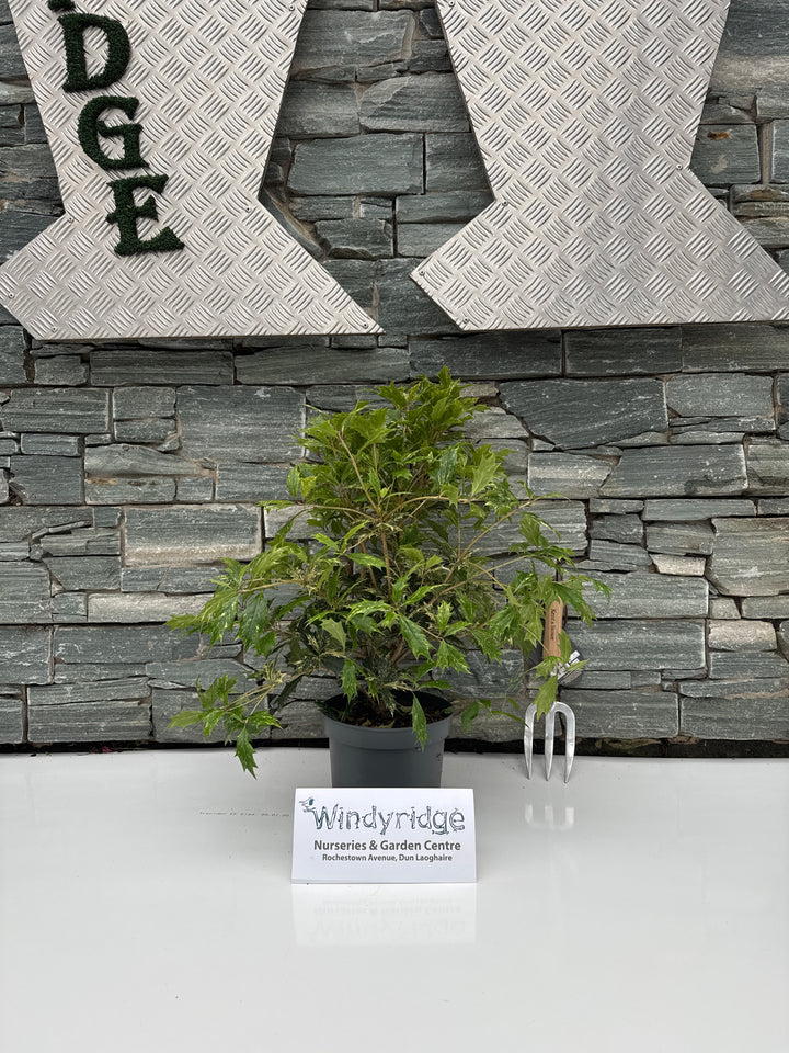 Osmanthus heter. Goshiki  3 Ltr pot