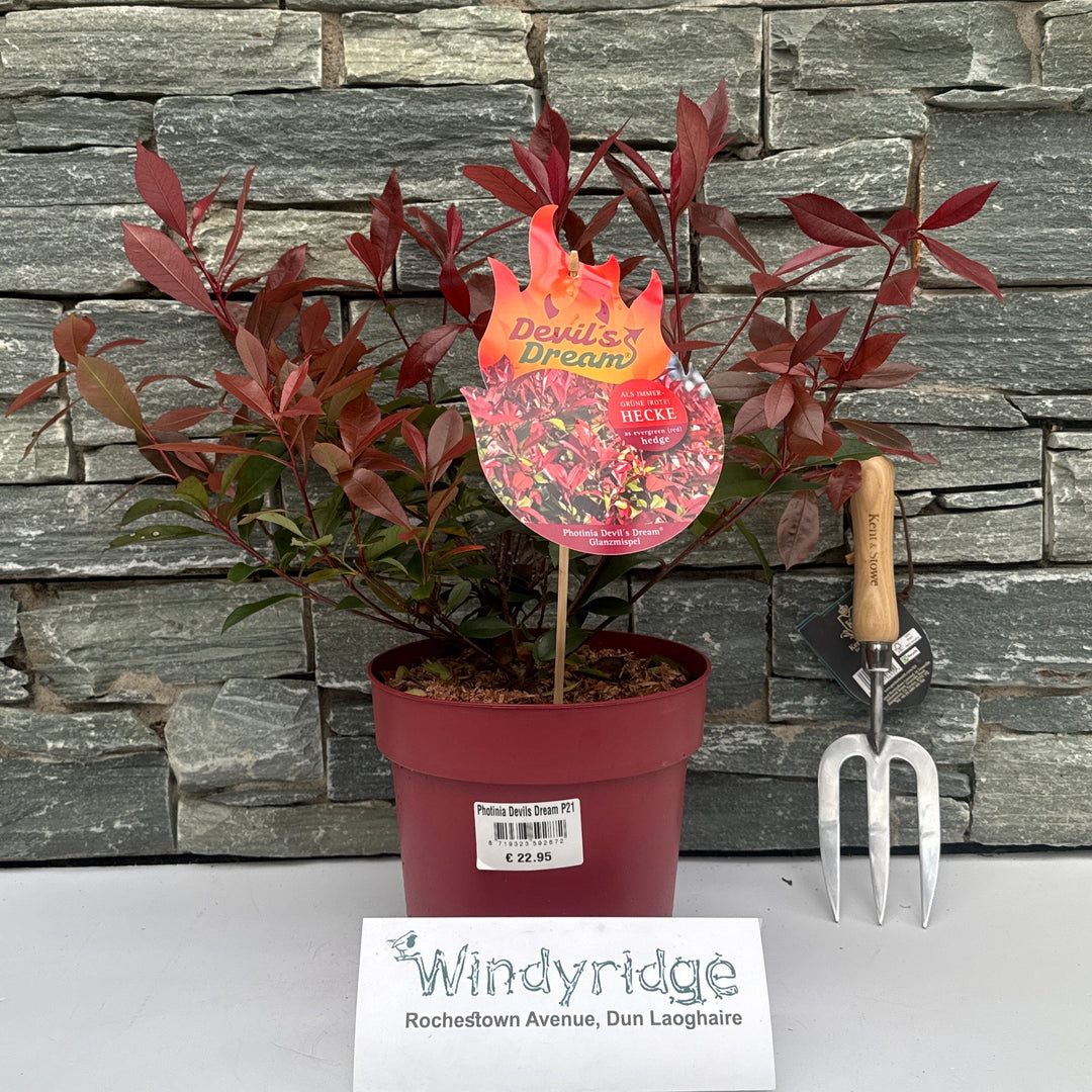 Photinia Devils Dream P21 - Shrubs - Windyridge Garden Centre