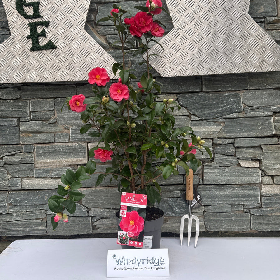 Camellia Ret. Mary Williams - Shrubs - Windyridge Garden Centre