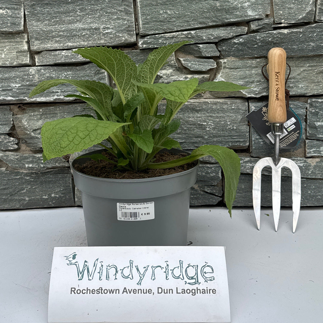 Digitalis purp. 'Dalmatian Crème' - Herbaceous - Windyridge Garden Centre