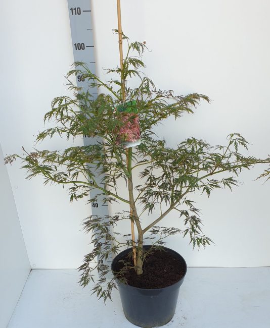Acer palmatum Ornatum  80-100 CM C12