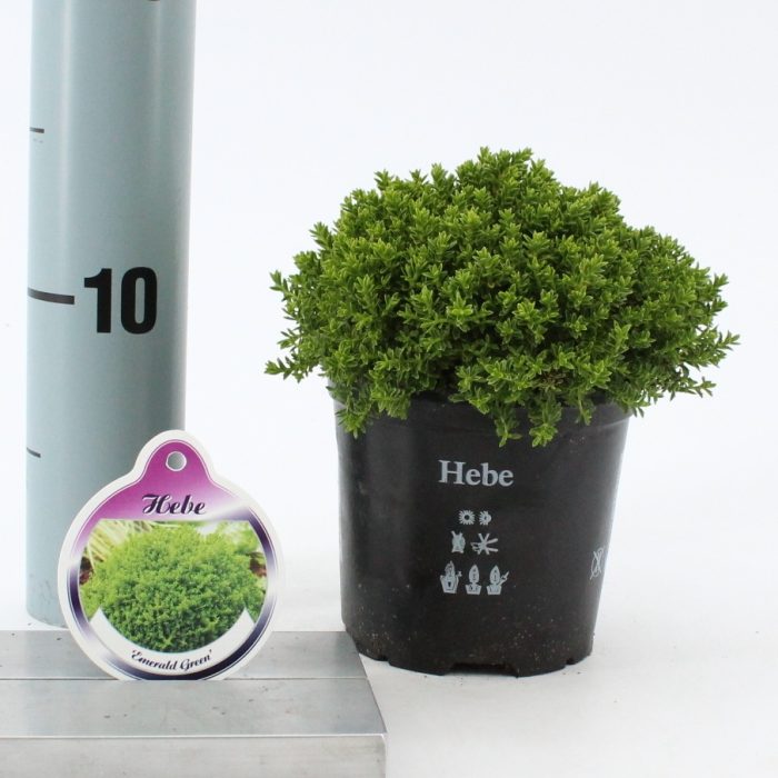 Hebe-Emerald-Green-Potted-2