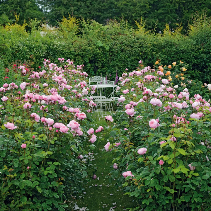 David-Austin-Rosa-The-Alnwick-Rose-Flower-2