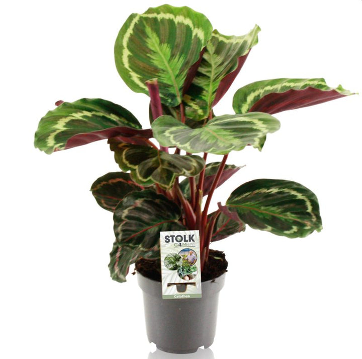 Calathea Medallion  P14