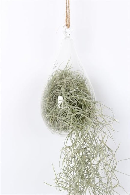 Spanish Moss Tillandsia Usneoides (Glass Hangpot)