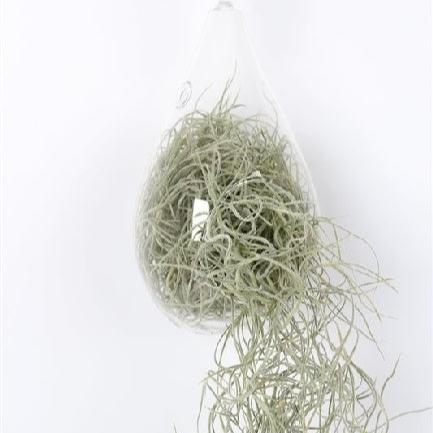 Spanish Moss Tillandsia Usneoides (Glass Hangpot)