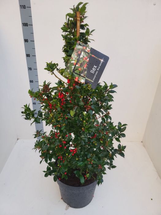 Ilex meserveae Blue Maid Mesid 90-100cm pyr