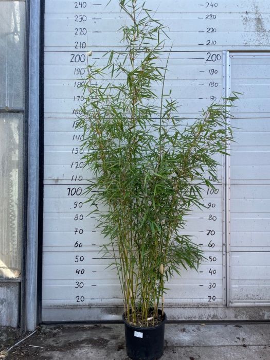 Bamboo-Fargesia-robusta-Campbell-Potted-2