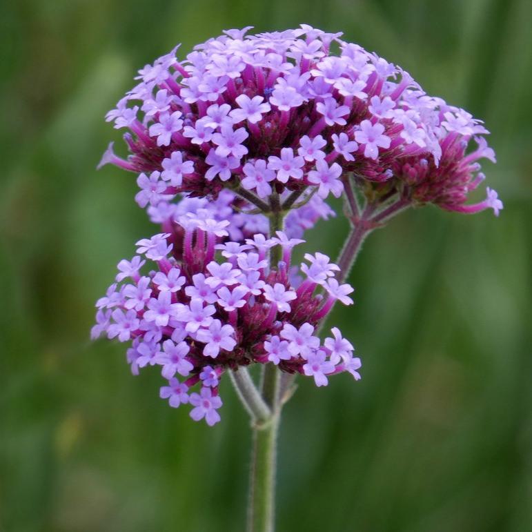 Verbena-bonariensis-Flower-2